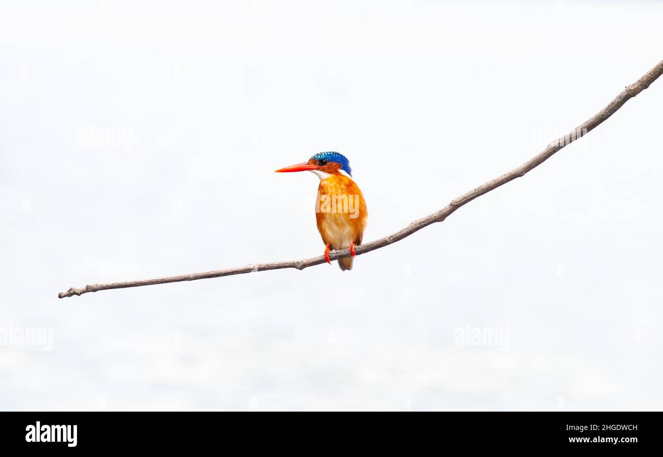 Malachite kingfisher (Corythornis cristatus) Banque D'Images