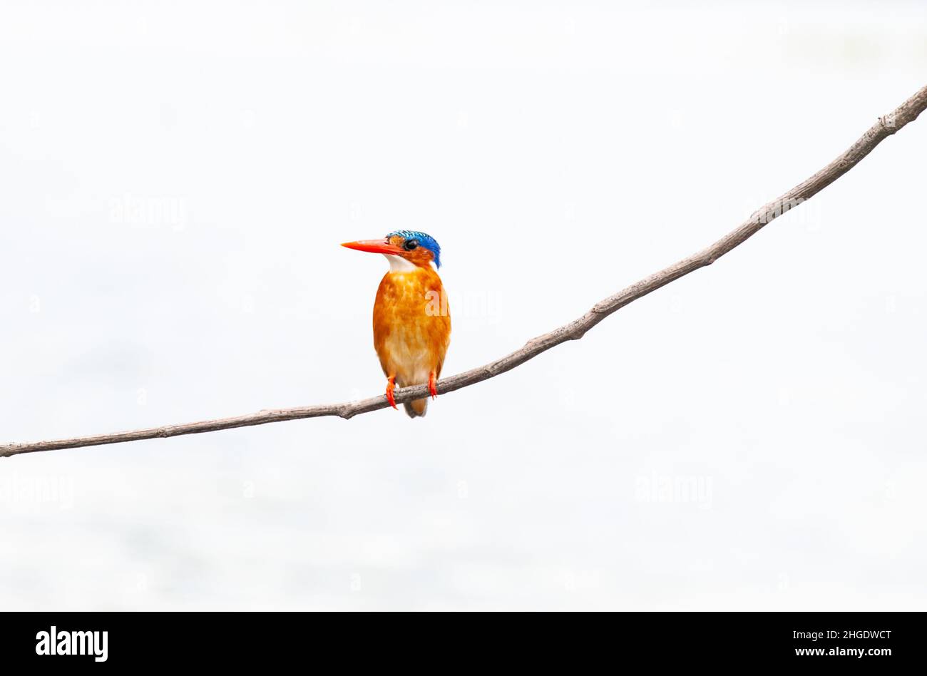 Malachite kingfisher (Corythornis cristatus) Banque D'Images