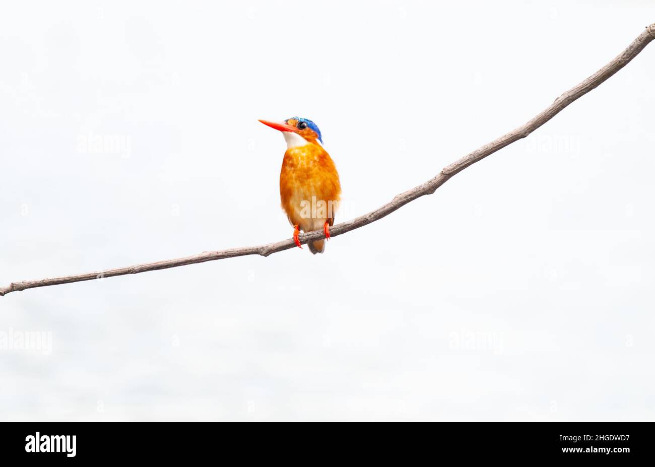 Malachite kingfisher (Corythornis cristatus) Banque D'Images