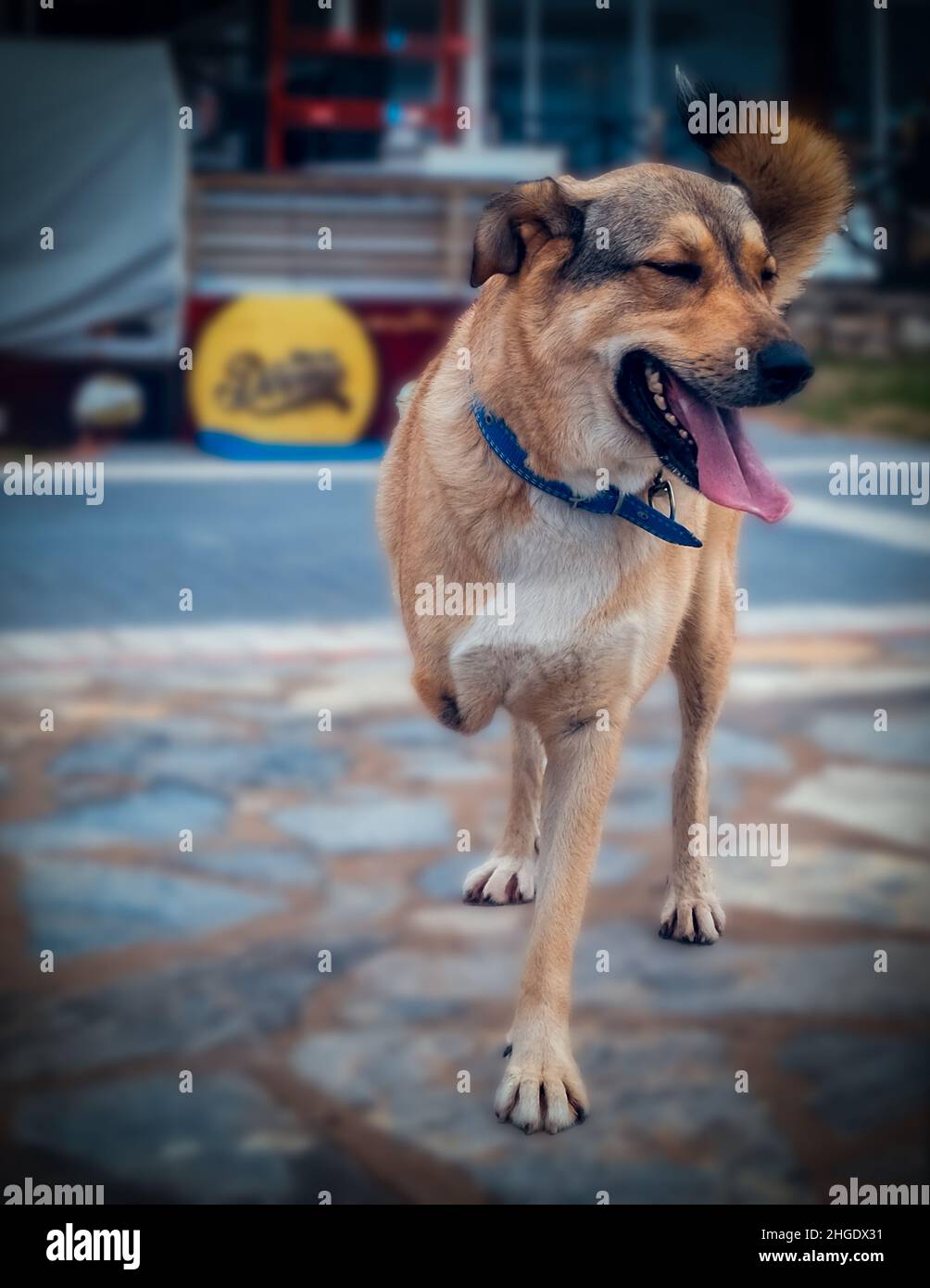 Un chien handicapé avec une jambe manquante sourit à l'appareil photo.Chien handicapé trois jambes debout, chien amputé. Banque D'Images
