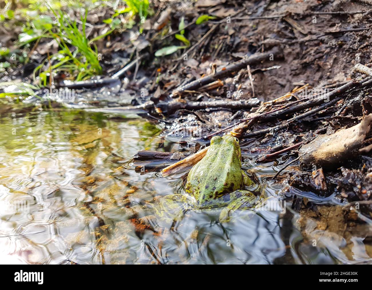 Grenouille verte dans une eau de petit ruisseau dans la forêt printanière Banque D'Images