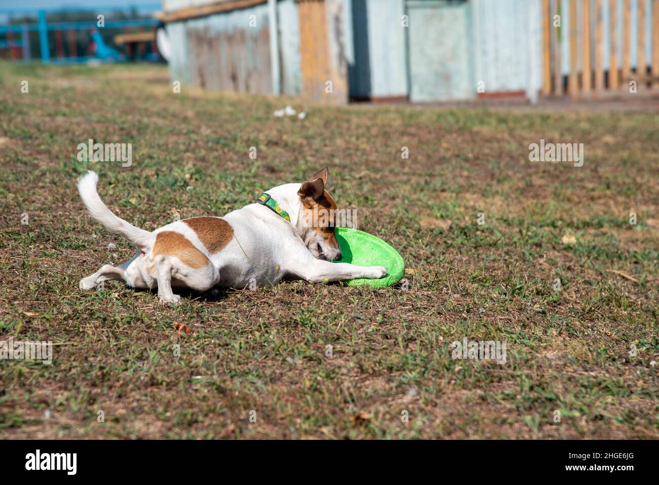 Le chien Jack Russell Terrier se trouve sur la plage, sur l'herbe verte,  jouant avec un Frisbee vert dans un col à l'imprimé avocat Photo Stock -  Alamy