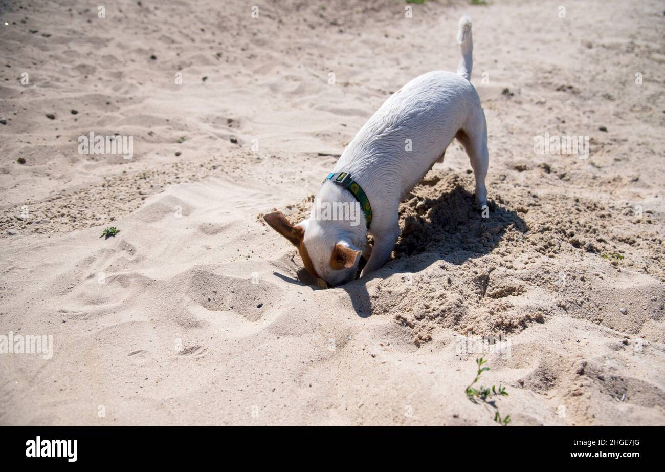 Chien Jack Russell Terrier jouant sur la plage dans le sable avec un col vert avocat, son visage et la tête dans un trou qu'il a creusé dans le sable Banque D'Images