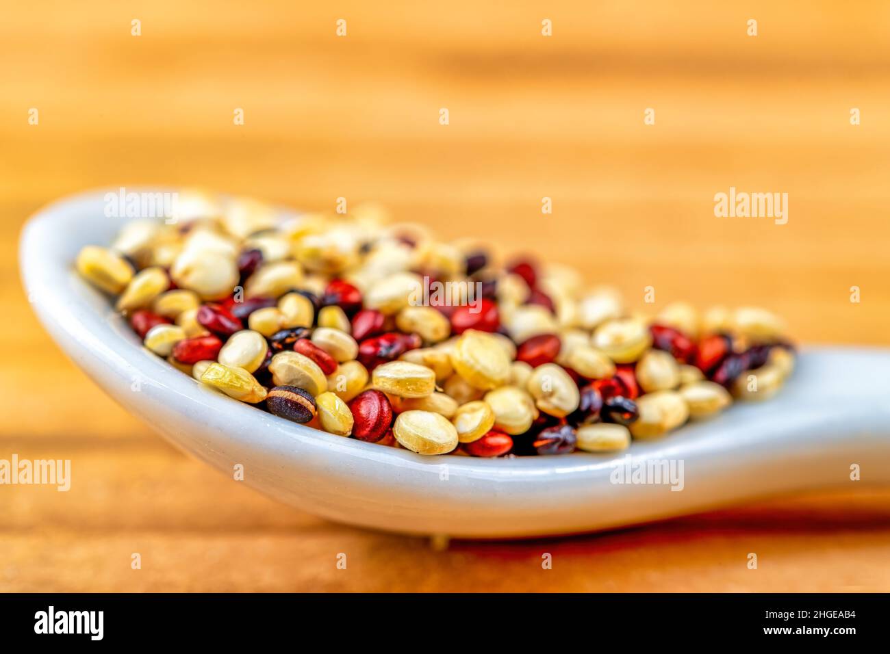 Macro de grains de quinoa tricolores dans une cuillère blanche Banque D'Images