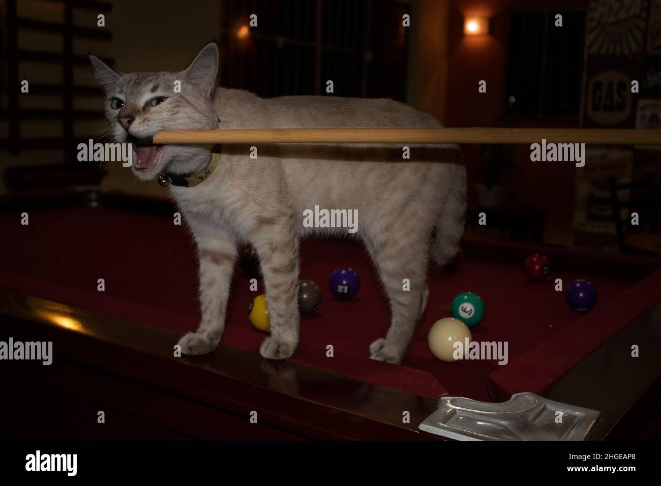 Cat dans une table de billard Banque D'Images