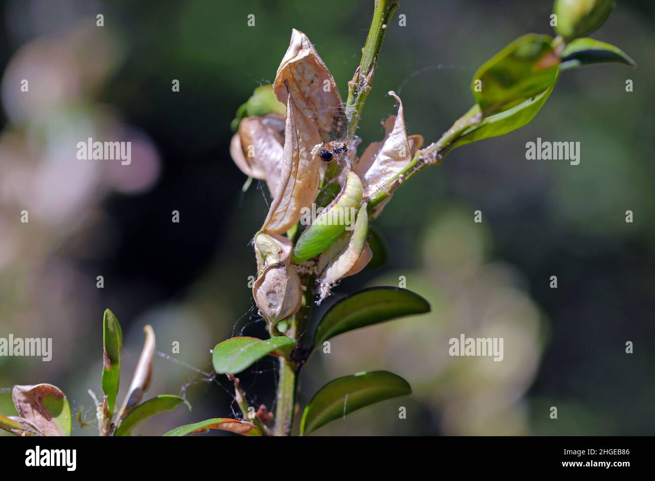 Pupa de la boîte arbre papillon - Cydalima perspectalis dans la nature.C'est une espèce envahissante d'insecte.Parasites dans les jardins. Banque D'Images