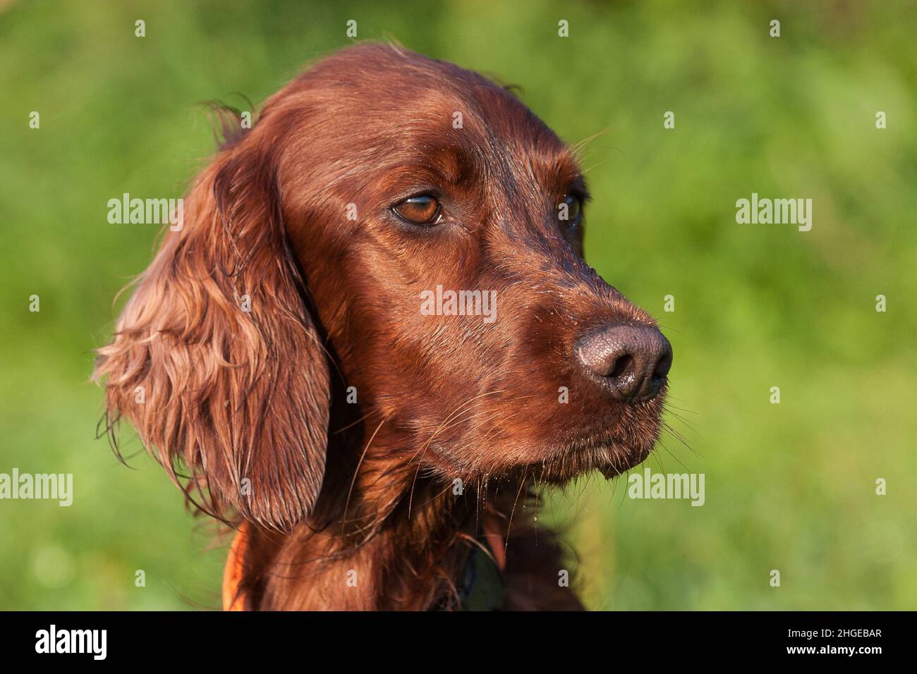 Portrait d'un beau compositeur irlandais. Banque D'Images