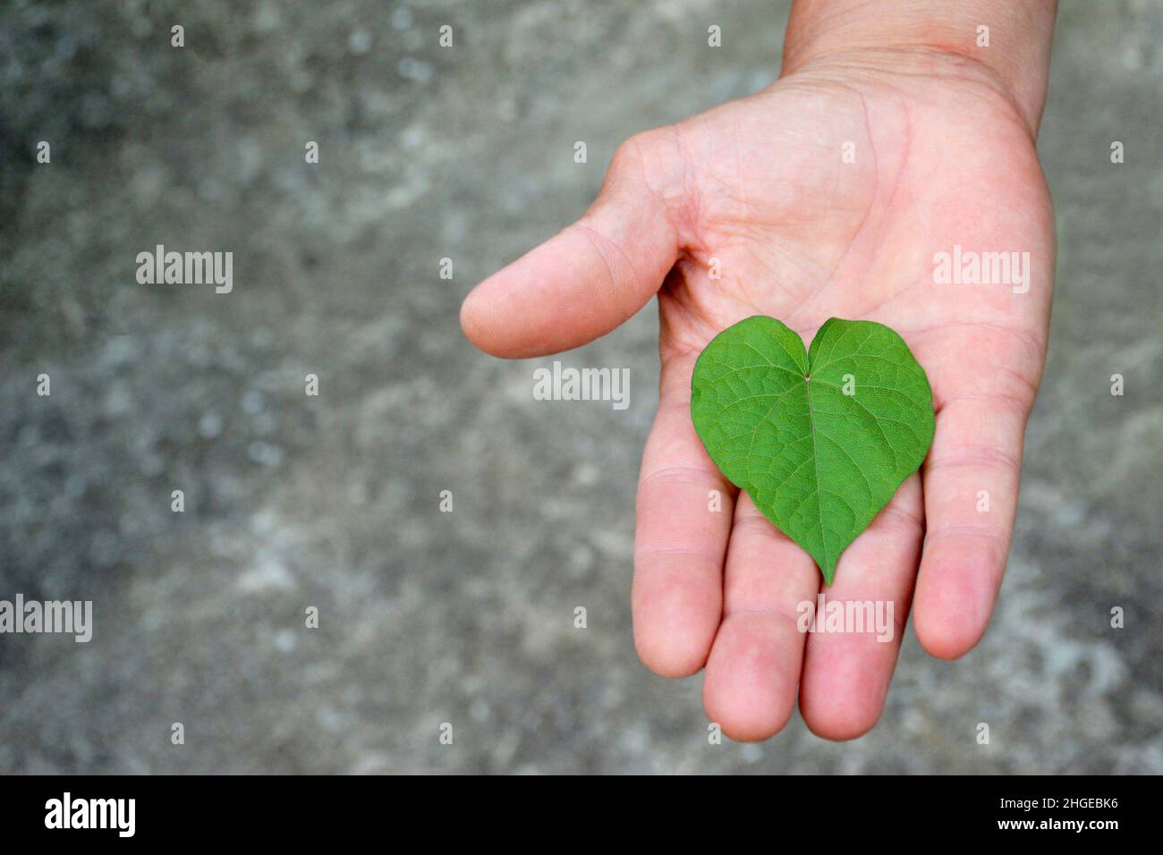 Main tenant une feuille en forme de coeur Banque D'Images