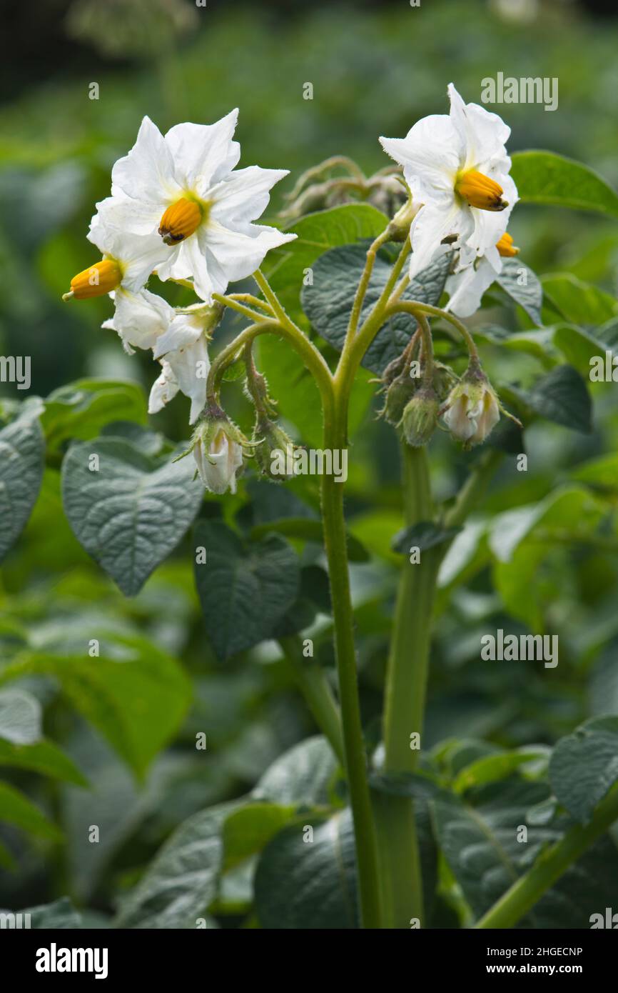 Verêtre de pomme de terre à fleurs blanches en fleur de fiull Banque D'Images