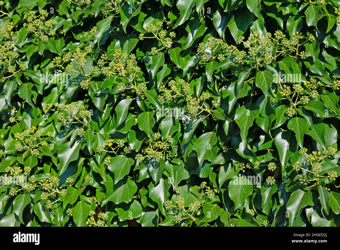 Lierre commune, hélice Hedera, avec boutons de fleurs Banque D'Images