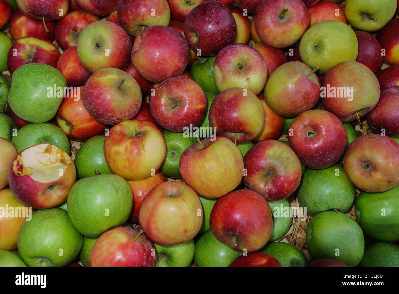 Cavour, Piémont, Italie - 7 novembre 2021 : pommes exposées lors d'une foire agricole. Banque D'Images