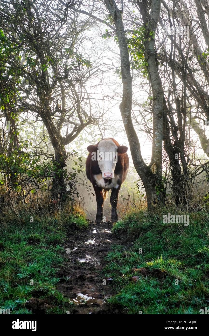 Une seule vache frisonne brune et blanche, située dans un champ sur une terre ferme.La vache fait partie d'un troupeau mis à brouter sur l'herbe. Banque D'Images