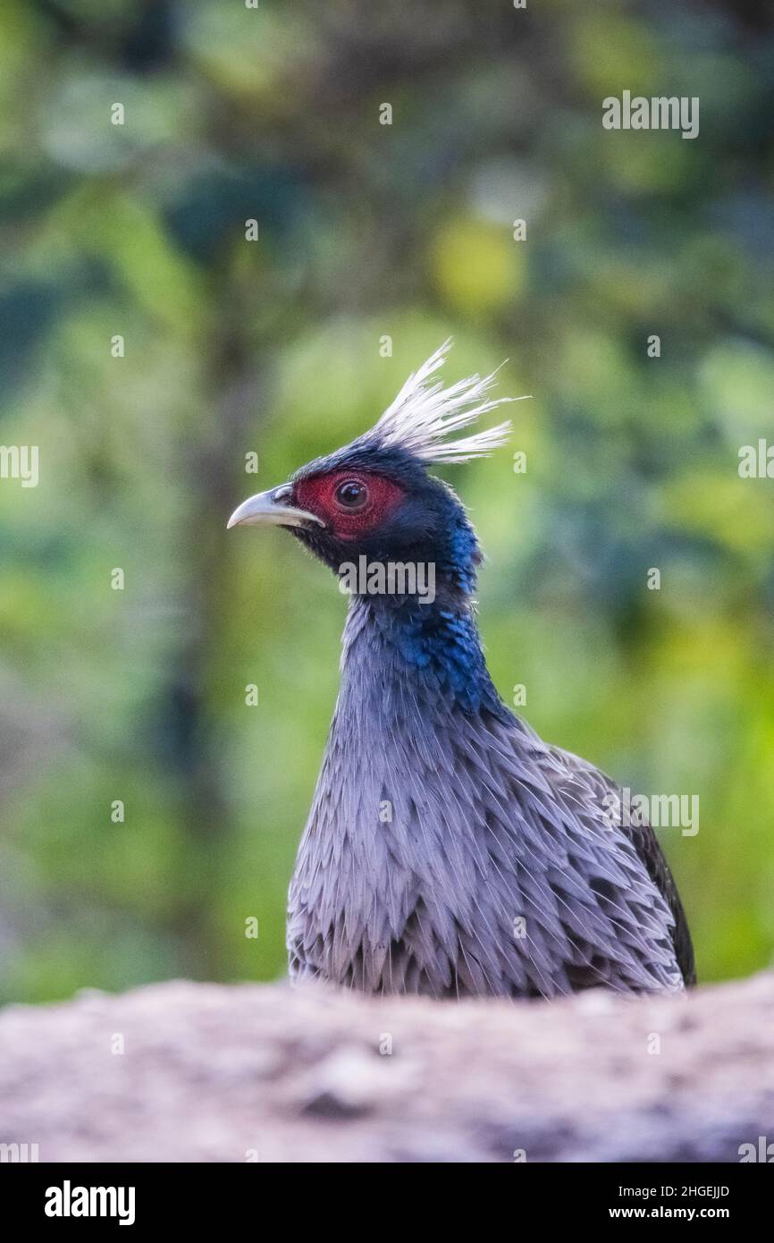 Kalij Pheasant, Lophura leucomelanos, homme, Uttarakhand, Inde Banque D'Images