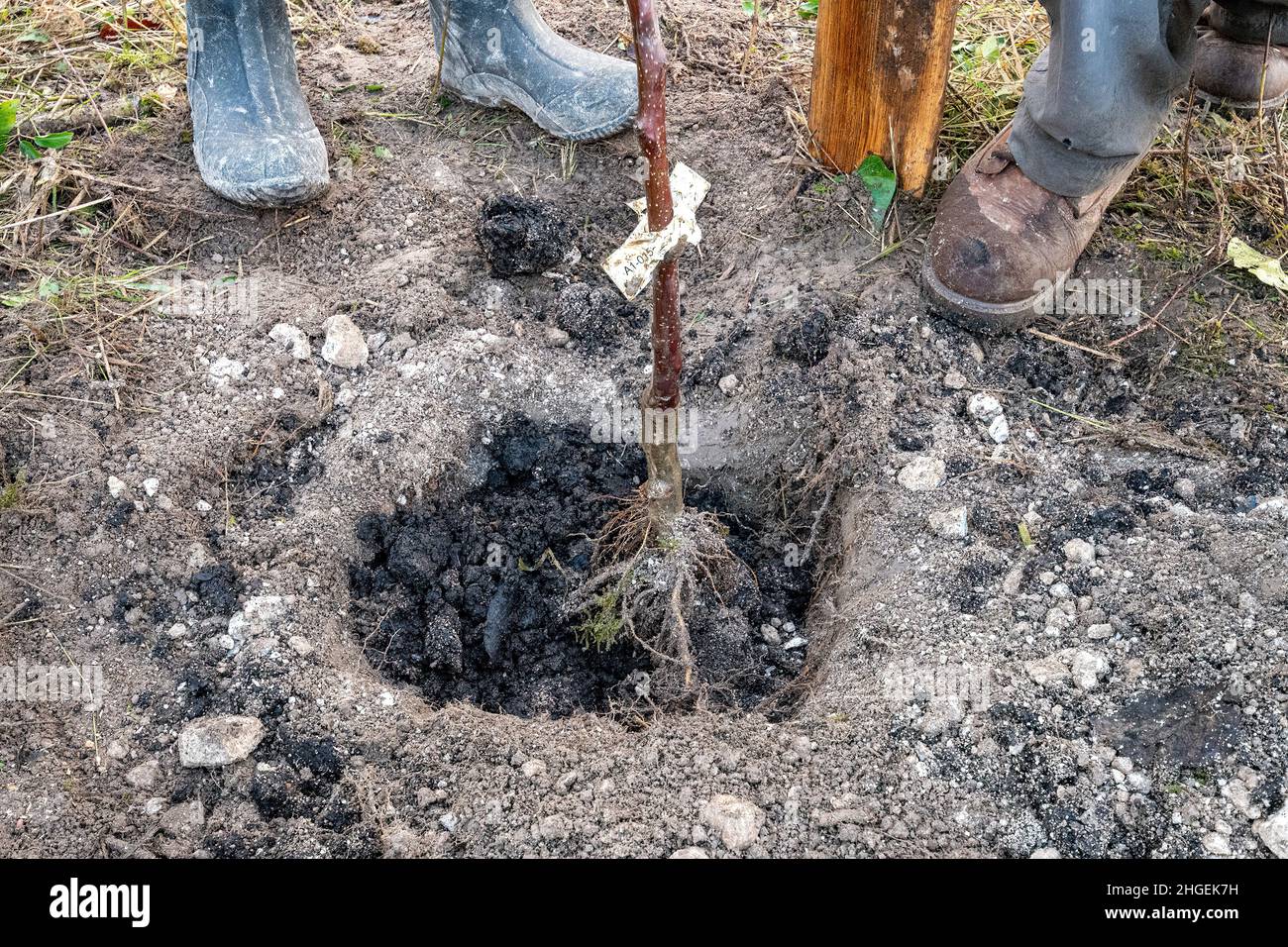 Les volontaires plantent un pommier patrimonial, créant un verger de pommiers traditionnels rares pendant l'hiver au Royaume-Uni.Partie du projet communautaire Orchard Banque D'Images