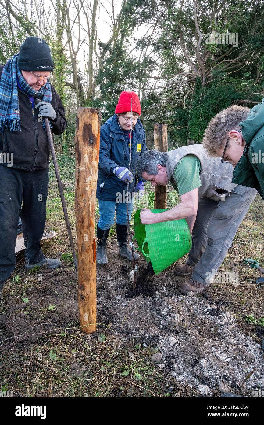 Les volontaires plantent un pommier patrimonial, créant un verger de pommiers traditionnels rares pendant l'hiver au Royaume-Uni.Partie du projet communautaire Orchard Banque D'Images