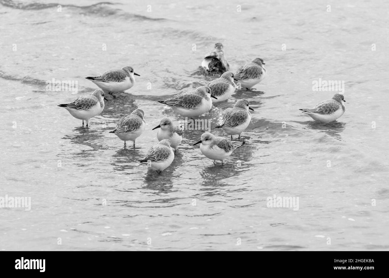 Groupe de Sanderlings (Calidris alpina) Banque D'Images