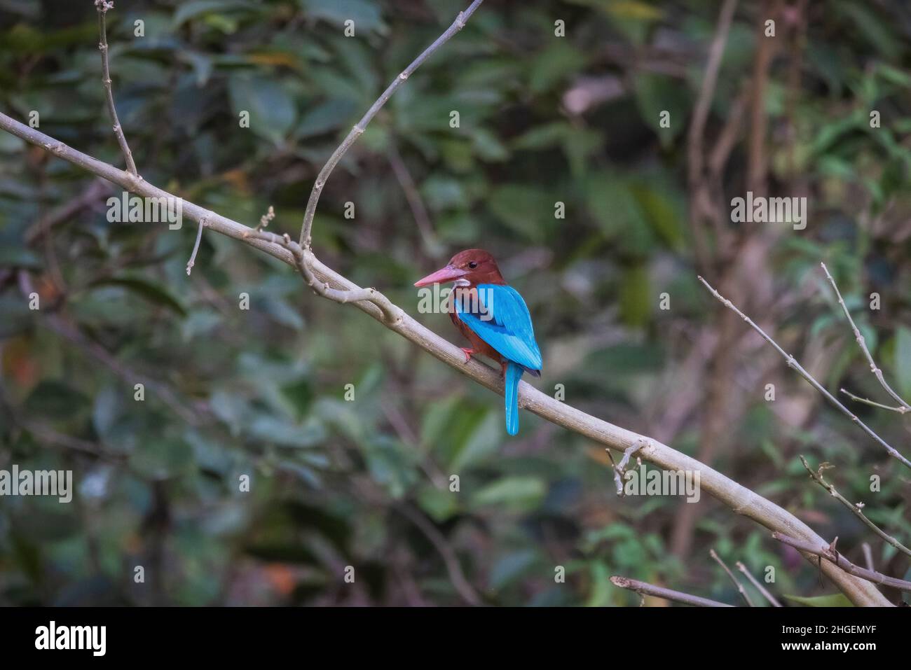 Kingfisher à gorge blanche, Halcyon smyrnensis, Uttarakhand, Inde Banque D'Images