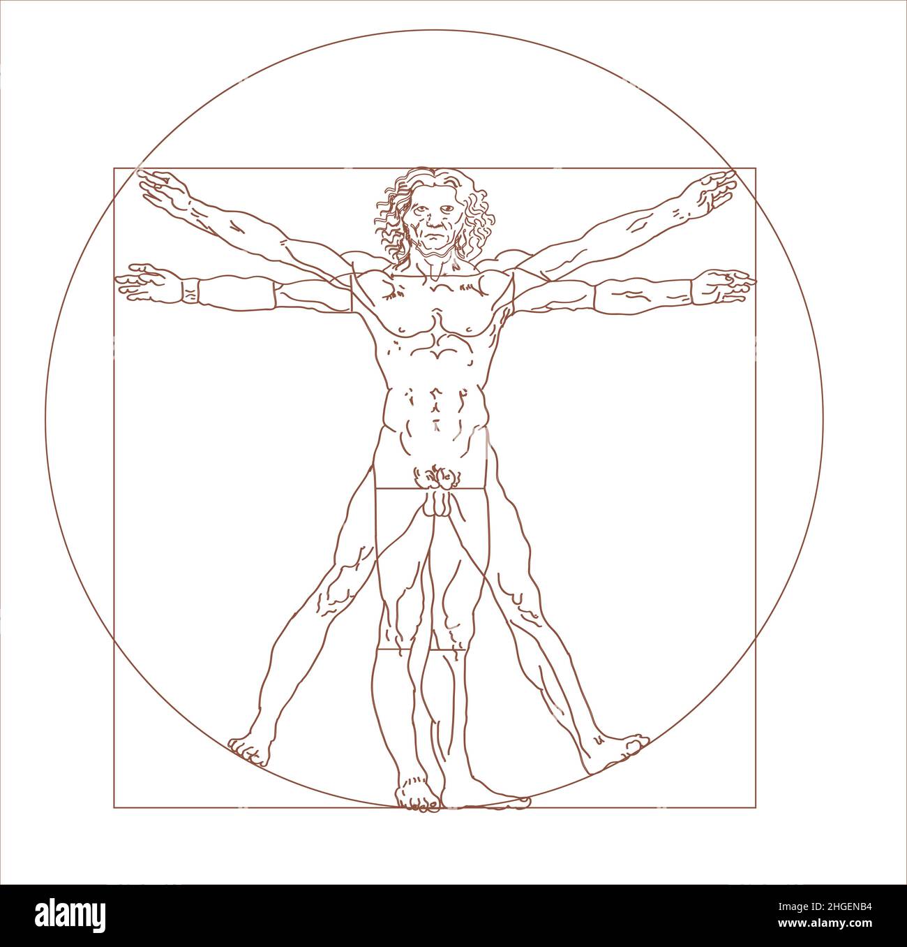 L'homme vitruvien de Léonard de Vinci en vecteur Image Vectorielle Stock Alamy