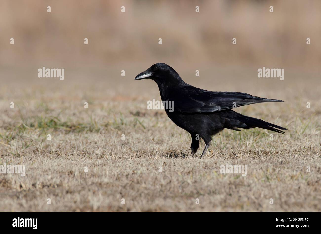 Corvus brachyrhynchos Banque D'Images