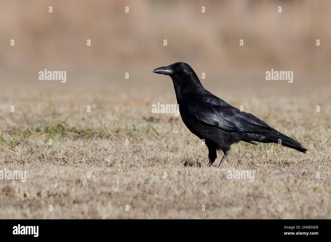 Corvus brachyrhynchos Banque D'Images