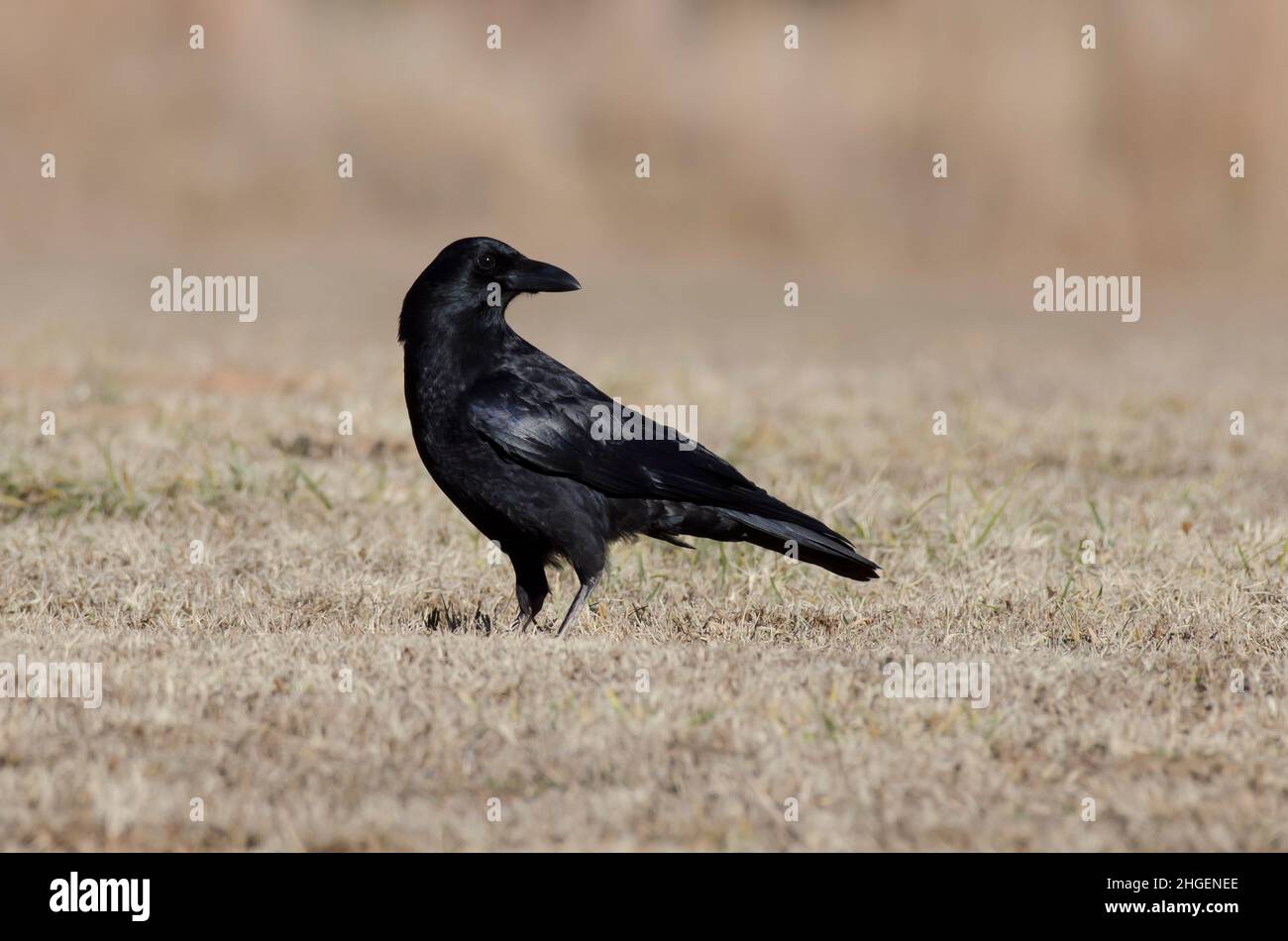 Corvus brachyrhynchos Banque D'Images