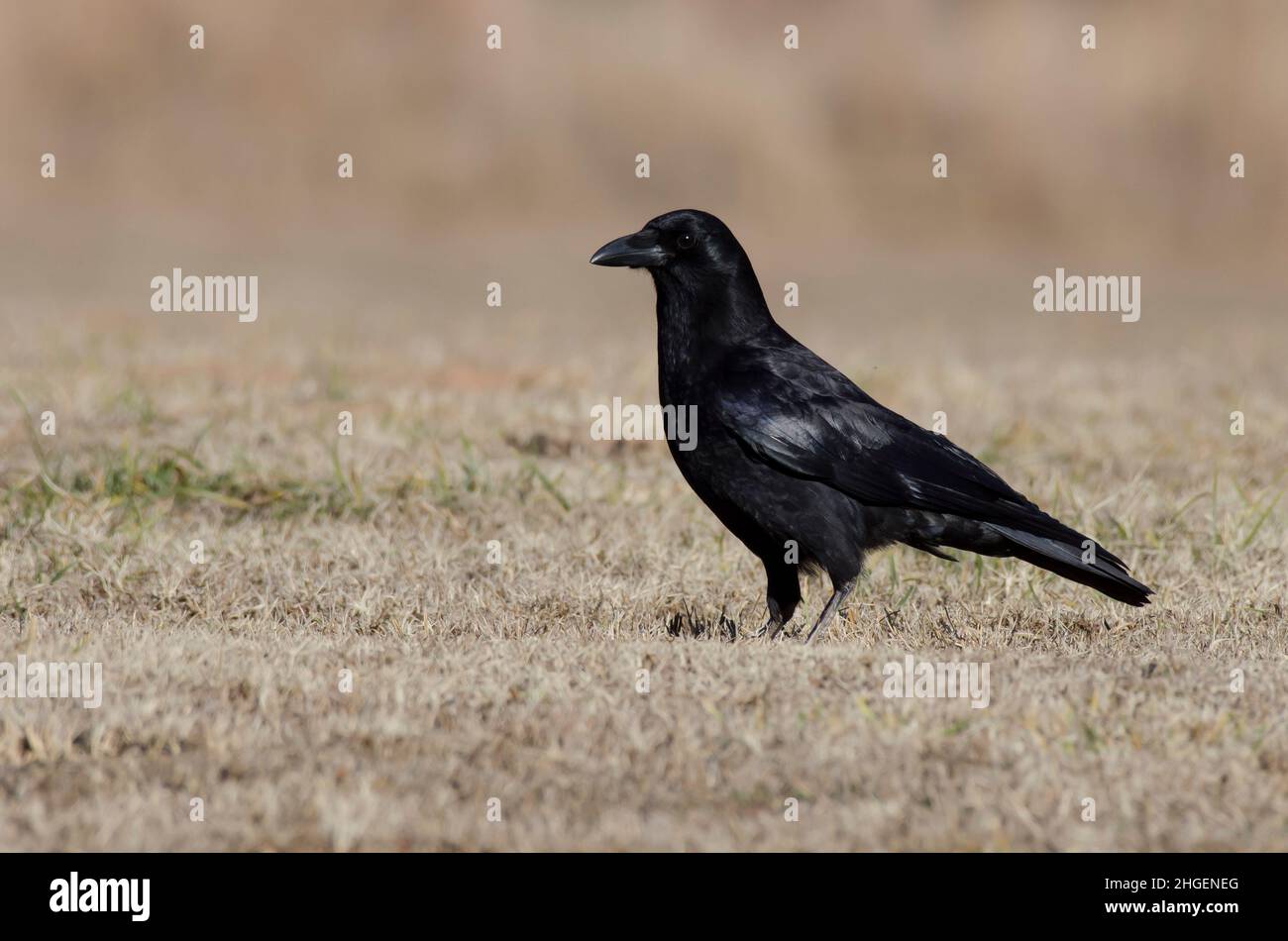 Corvus brachyrhynchos Banque D'Images
