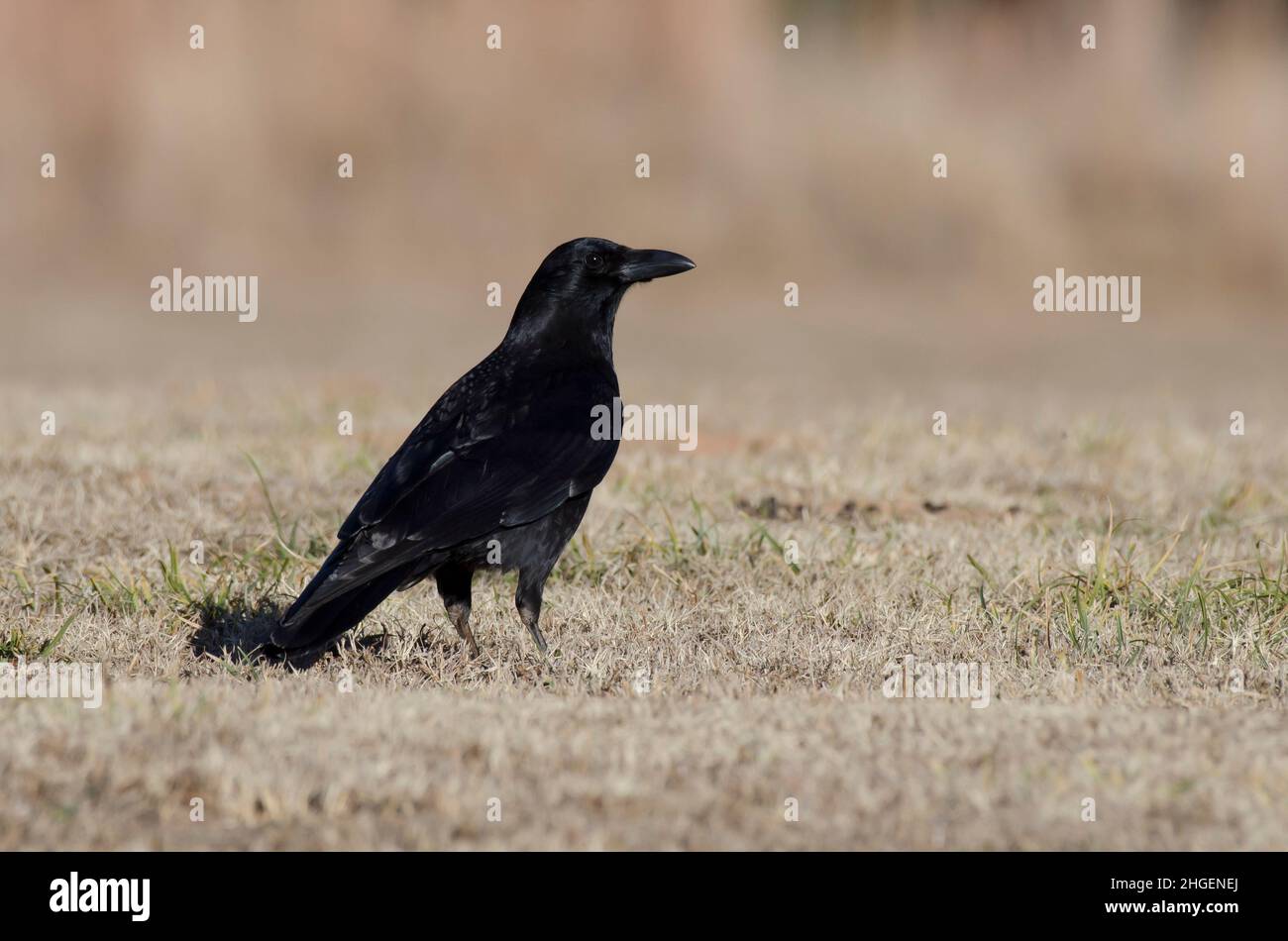 Corvus brachyrhynchos Banque D'Images