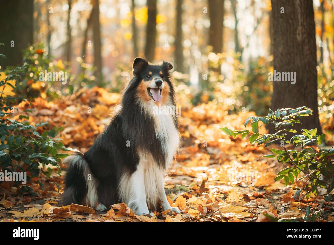 Tricolor Grenouillé Collie, Funny Scottish Collie, Collie à poil long, Collie anglaise, Lassie chien assis à l'extérieur le jour de l'automne.Portrait.Tricolore rugueux Banque D'Images