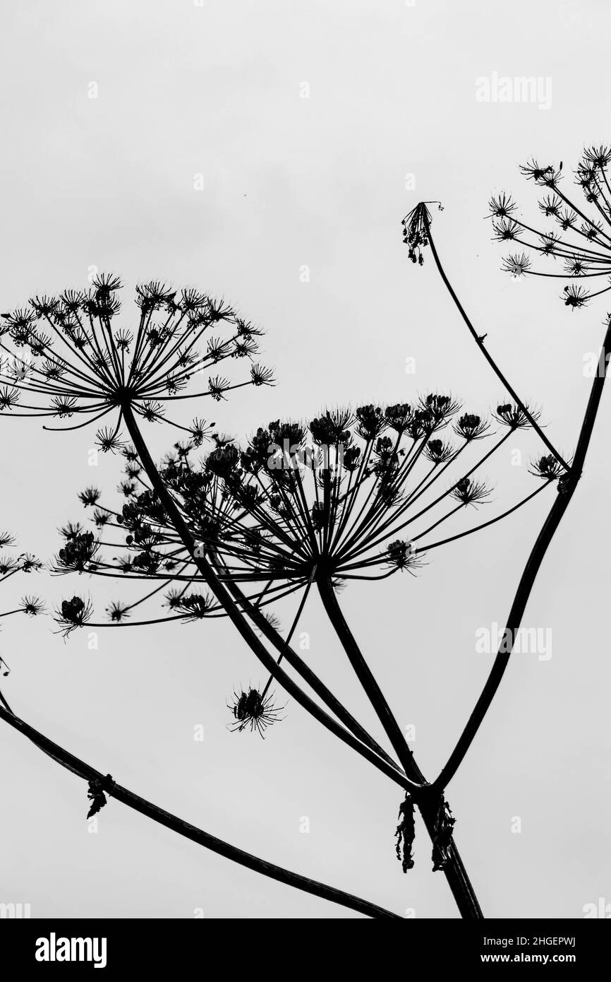 Photo en noir et blanc de la silhouette des fleurs d'herbe de Sosnowsky séchées sur fond ciel clair. Banque D'Images