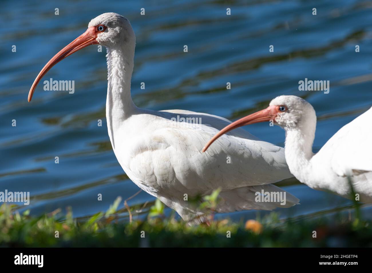 Ibises blanches américaines (Eudocimus albus) le long du rivage du parc Bird Island à Ponte Vedra Beach, Floride.(ÉTATS-UNIS) Banque D'Images