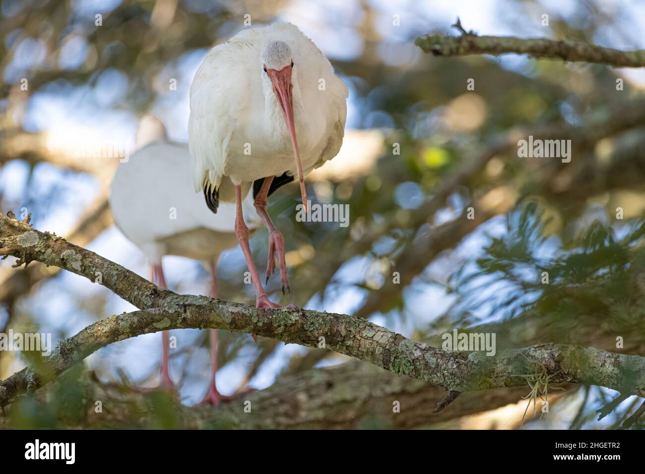Ibises blanches américaines (Eudocimus albus) dans un arbre le long du rivage au parc Bird Island à Ponte Vedra Beach, Floride.(ÉTATS-UNIS) Banque D'Images
