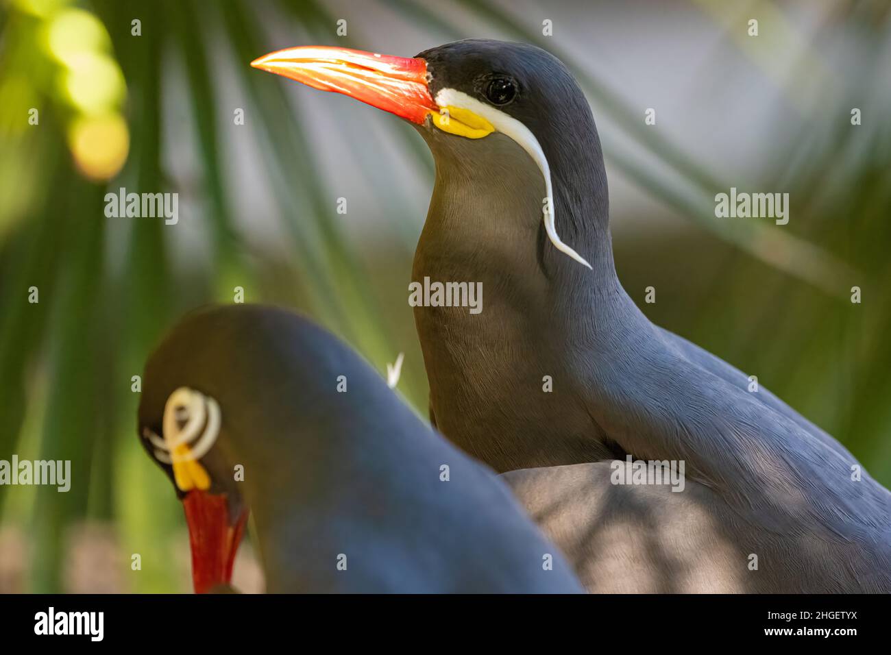 Inca terns (Larosterna inca) au zoo et jardins de Jacksonville, Floride.(ÉTATS-UNIS) Banque D'Images