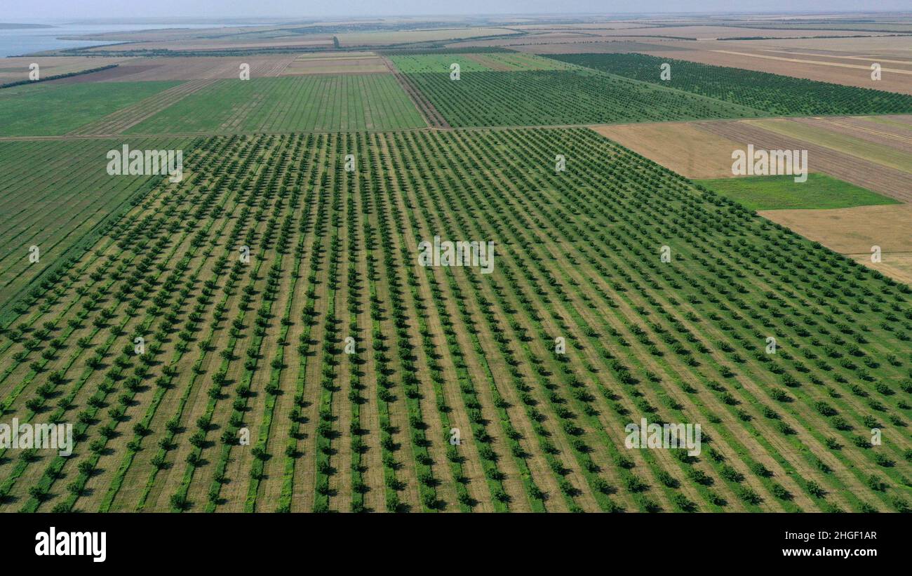 vue aérienne sur les jardins agricoles au printemps. Banque D'Images