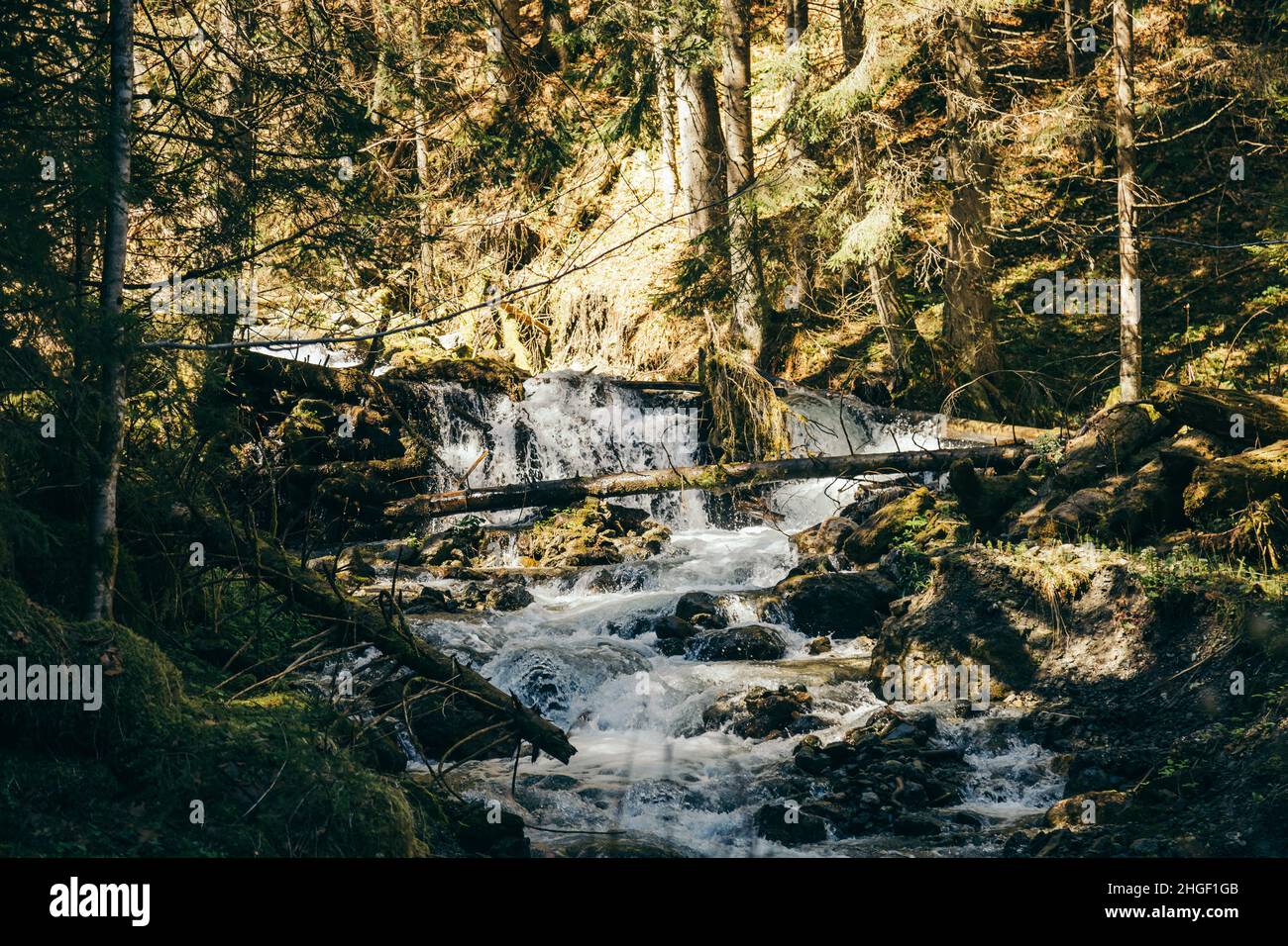 Rivière de montagne avec blocages, forêt dense de conifères, pierres Banque D'Images