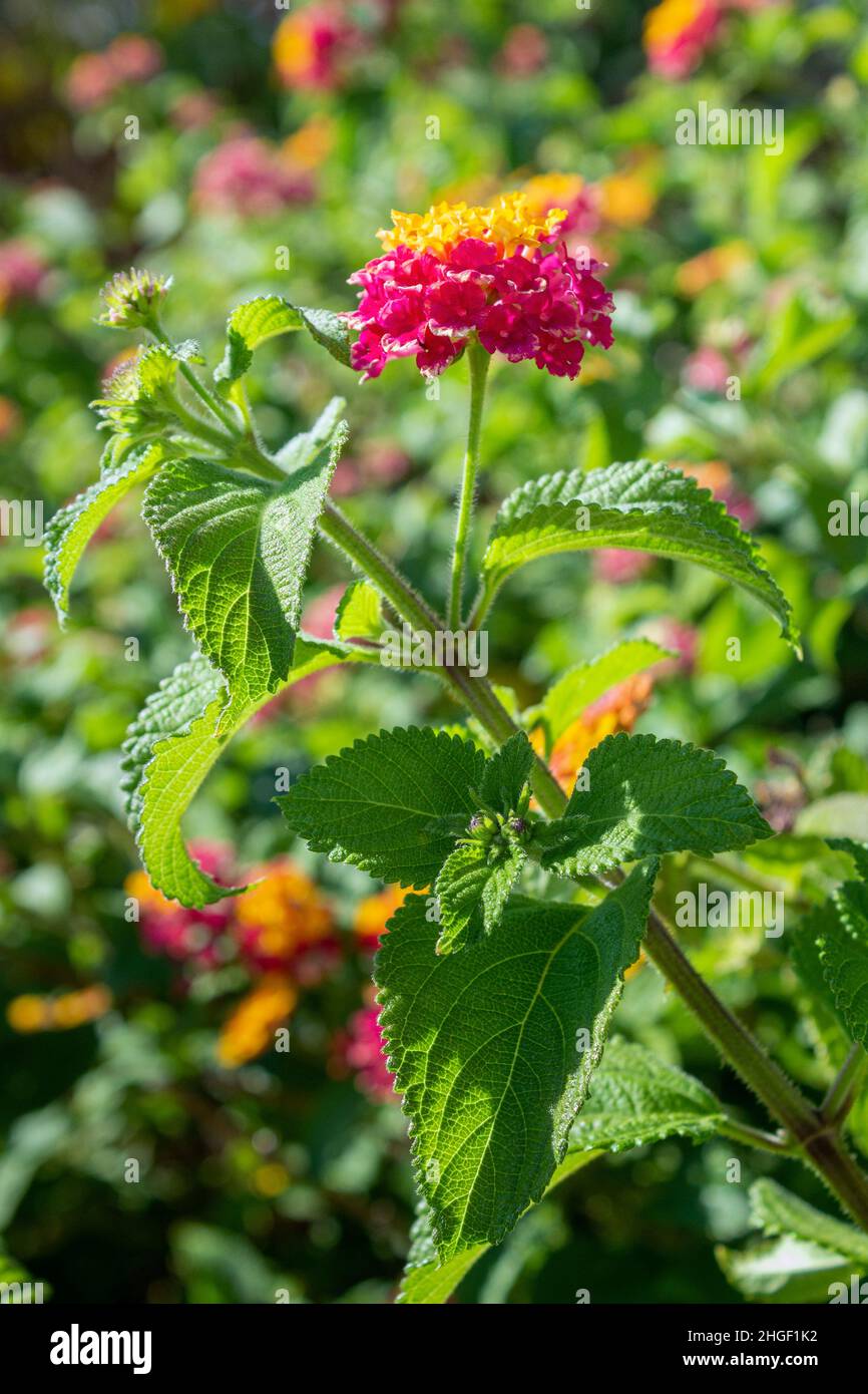 Lantana camara gros plan fleur de détail, une espèce de plante à fleurs dans la famille des Verbenaceae, indigène aux tropiques américains, largement c Banque D'Images