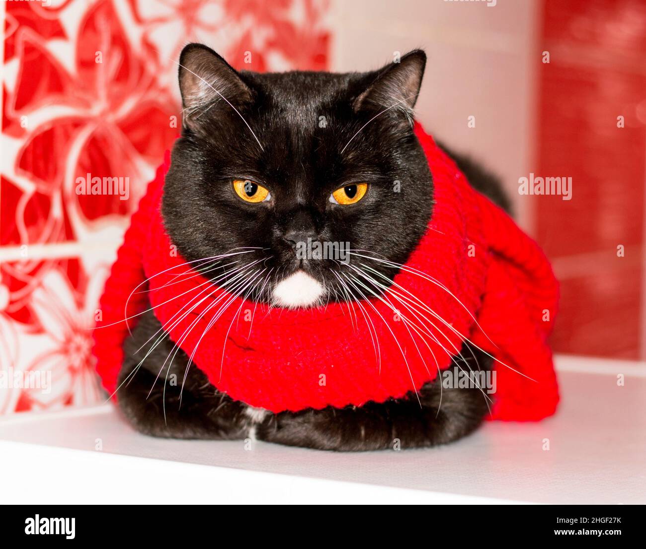Magnifique chat bicolore écossais gros plan dans un foulard rouge sur fond rouge, hiver, chats à thème, chatons et chats dans la maison, les animaux de compagnie leurs photos et t Banque D'Images