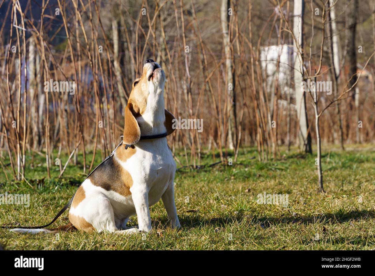 Beagle chien assis à l'extérieur aboyant dans un style beagle spécial dans le jardin ensoleillé Banque D'Images