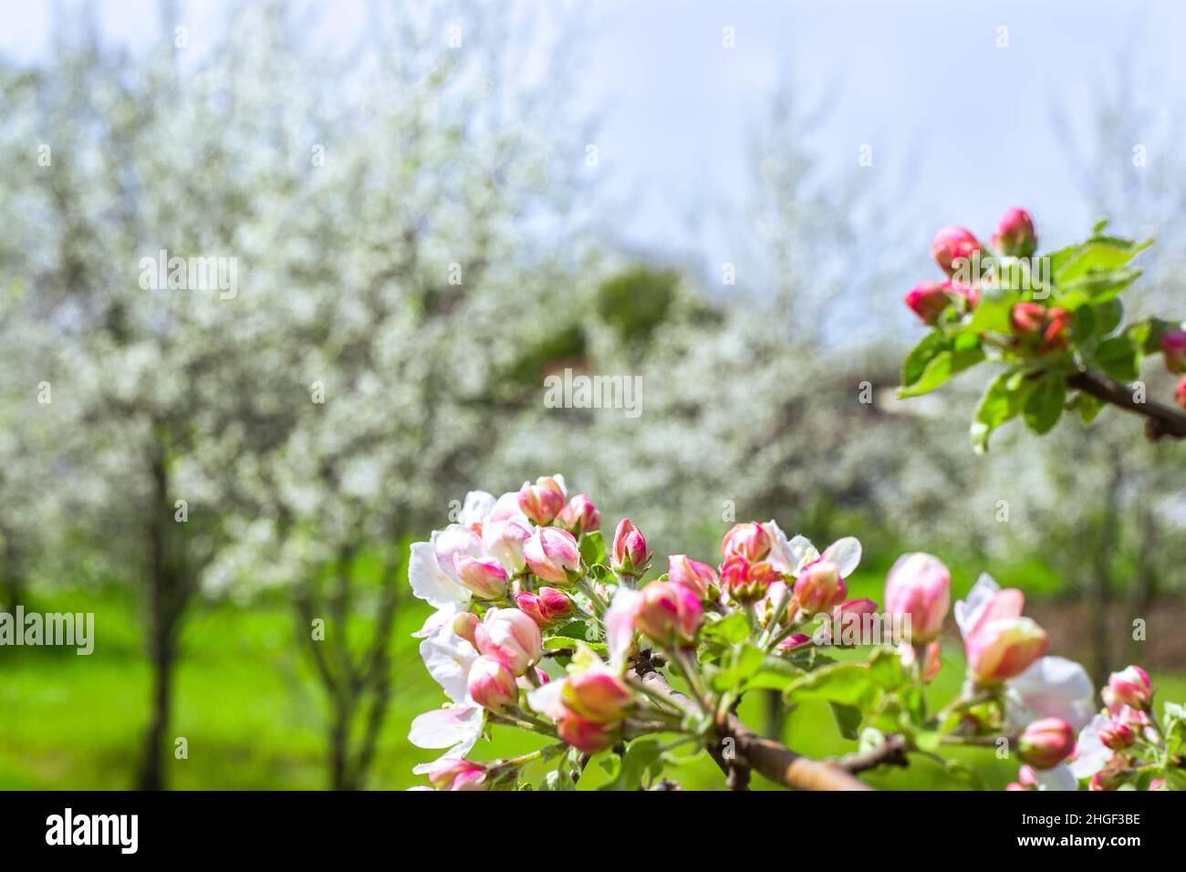 Jardins fleuris au printemps.Fleurs roses d'un pommier sur un fond flou d'arbres fruitiers. Banque D'Images