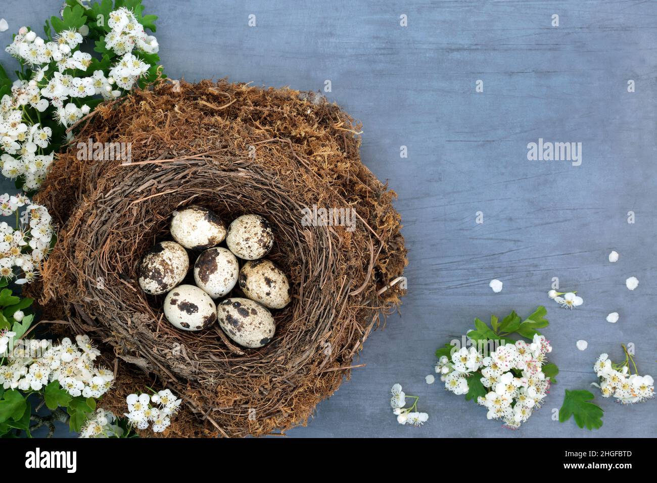 Les oeufs de caille dans un nid d'oiseaux avec la fleur d'aubépine de printemps.Aliments biologiques frais sains riches en protéines et oméga 3 pour stimuler le système immunitaire. Banque D'Images