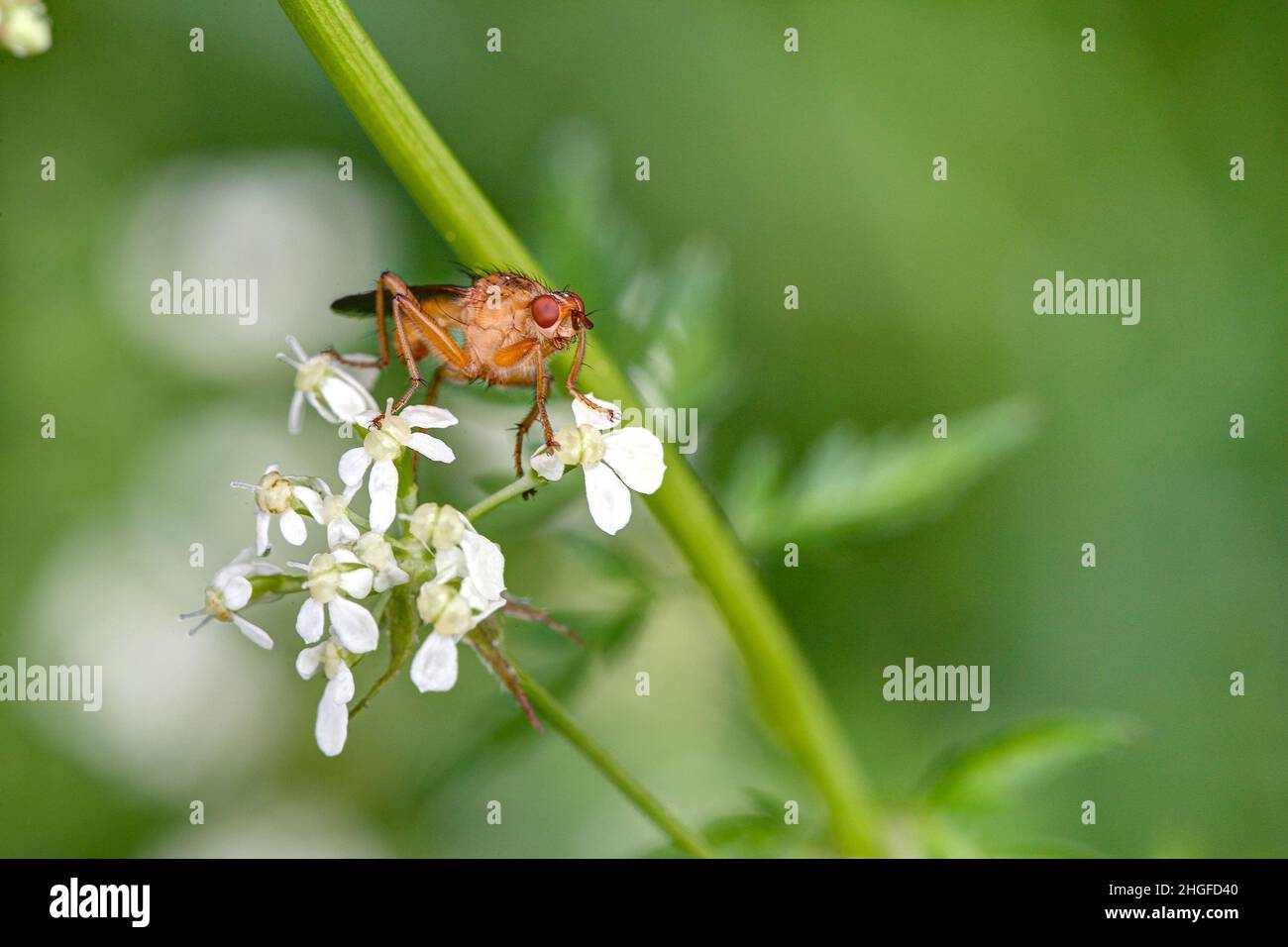 Regarde dans mes yeux.Une mouche à corne, Sciomyzidae, est assise sur les fleurs blanches d'un Meadowchervil. Banque D'Images