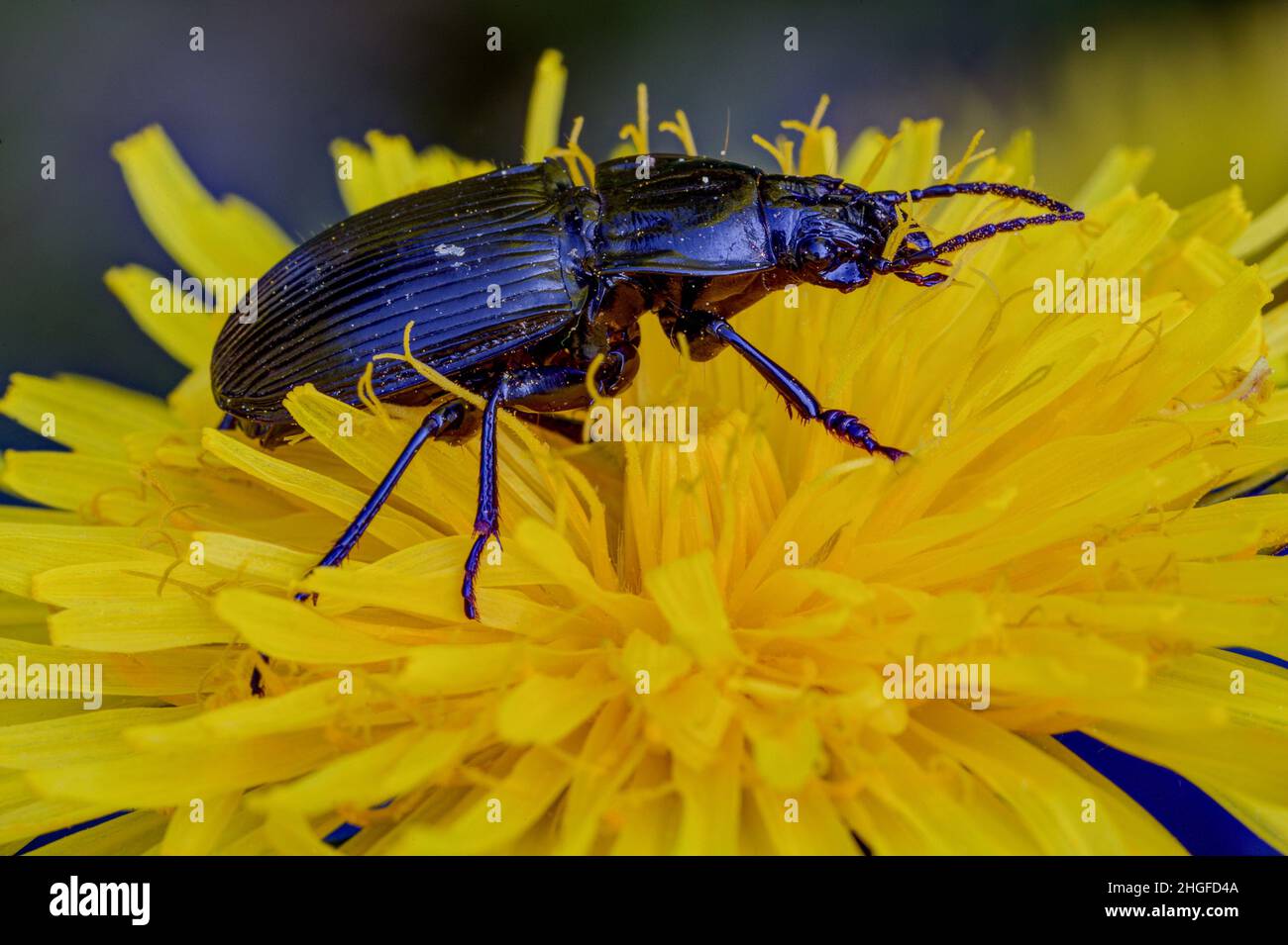 Beauté noire sur fleur jaune.Un grand coléoptère, Abax paralléleepedus, se trouve sur la fleur jaune du pissenlit. Banque D'Images