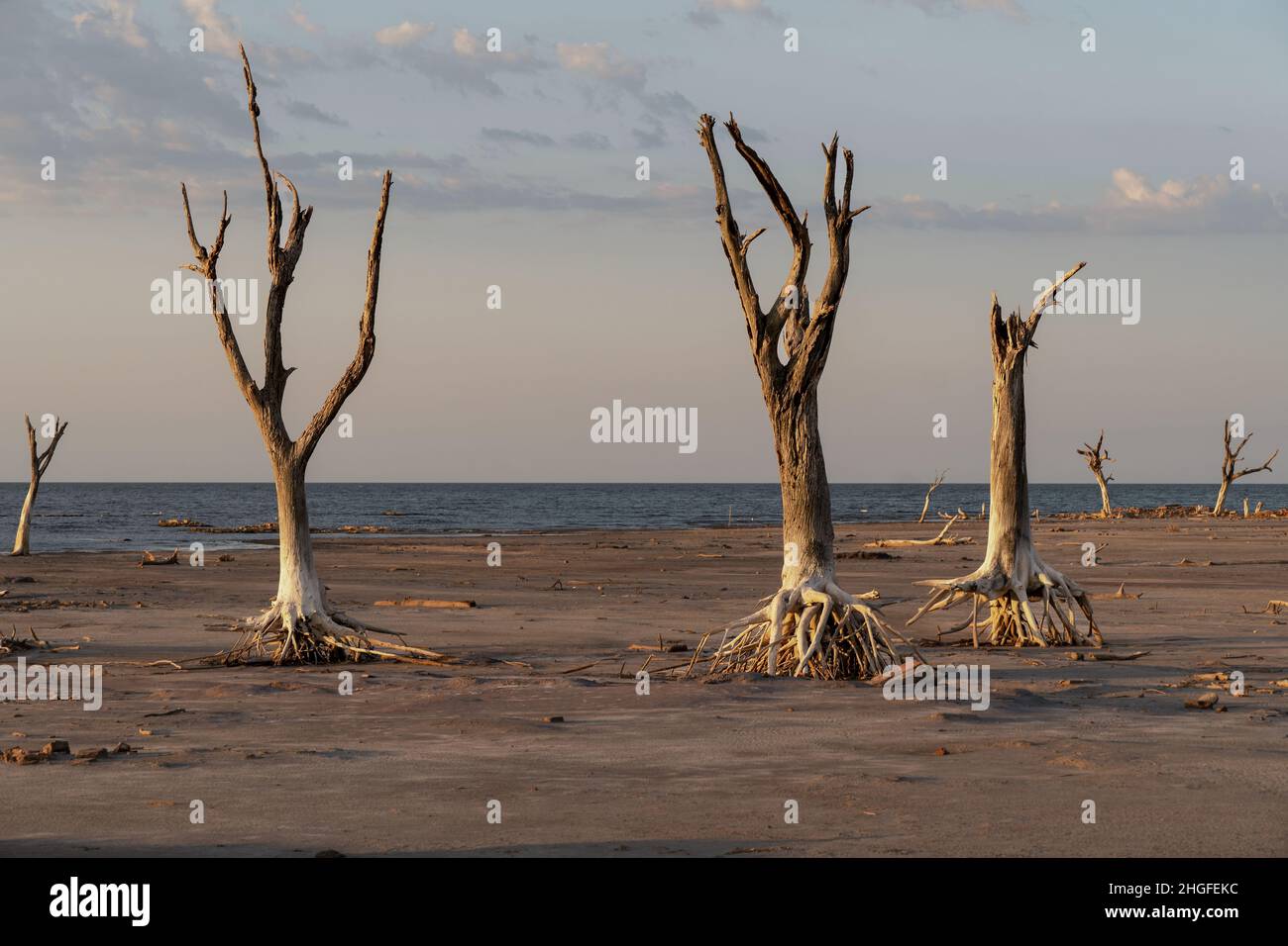Arbres morts par la sécheresse et sol fissuré dans un lagon sec.Changement climatique, réchauffement climatique et crise de l'eau. Banque D'Images