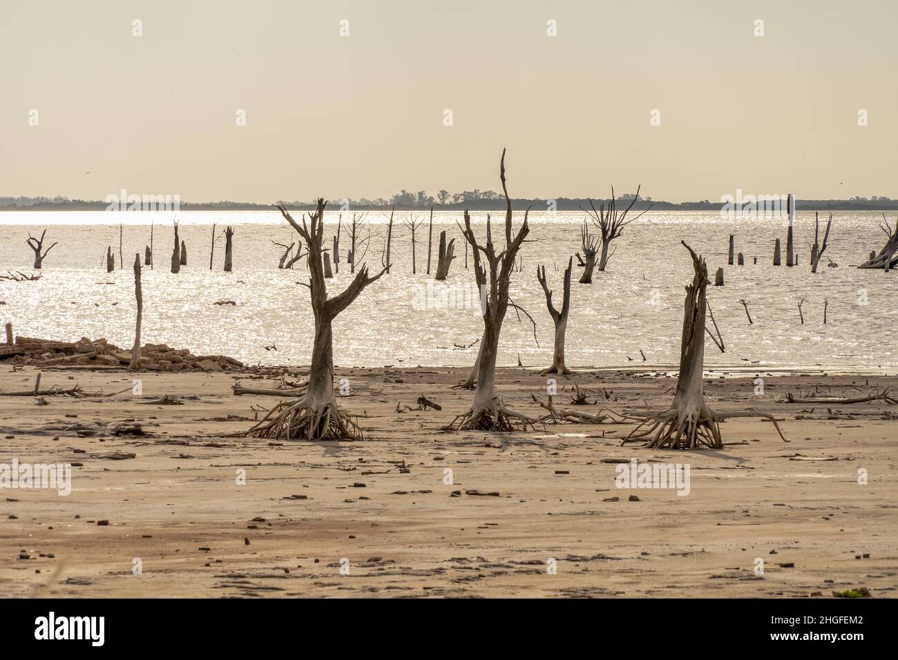 Arbres morts squelettiques.changement climatique, réchauffement de la planète et crise de l'eau. Banque D'Images