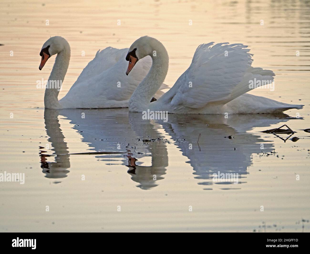 Paire de Cygnes muets (Cygnus olor) affichant un plumage blanc brillant dans une lumière d'hiver spectaculaire à Leighton Moss RSPB NR dans le nord du Lancashire, Angleterre, Royaume-Uni Banque D'Images