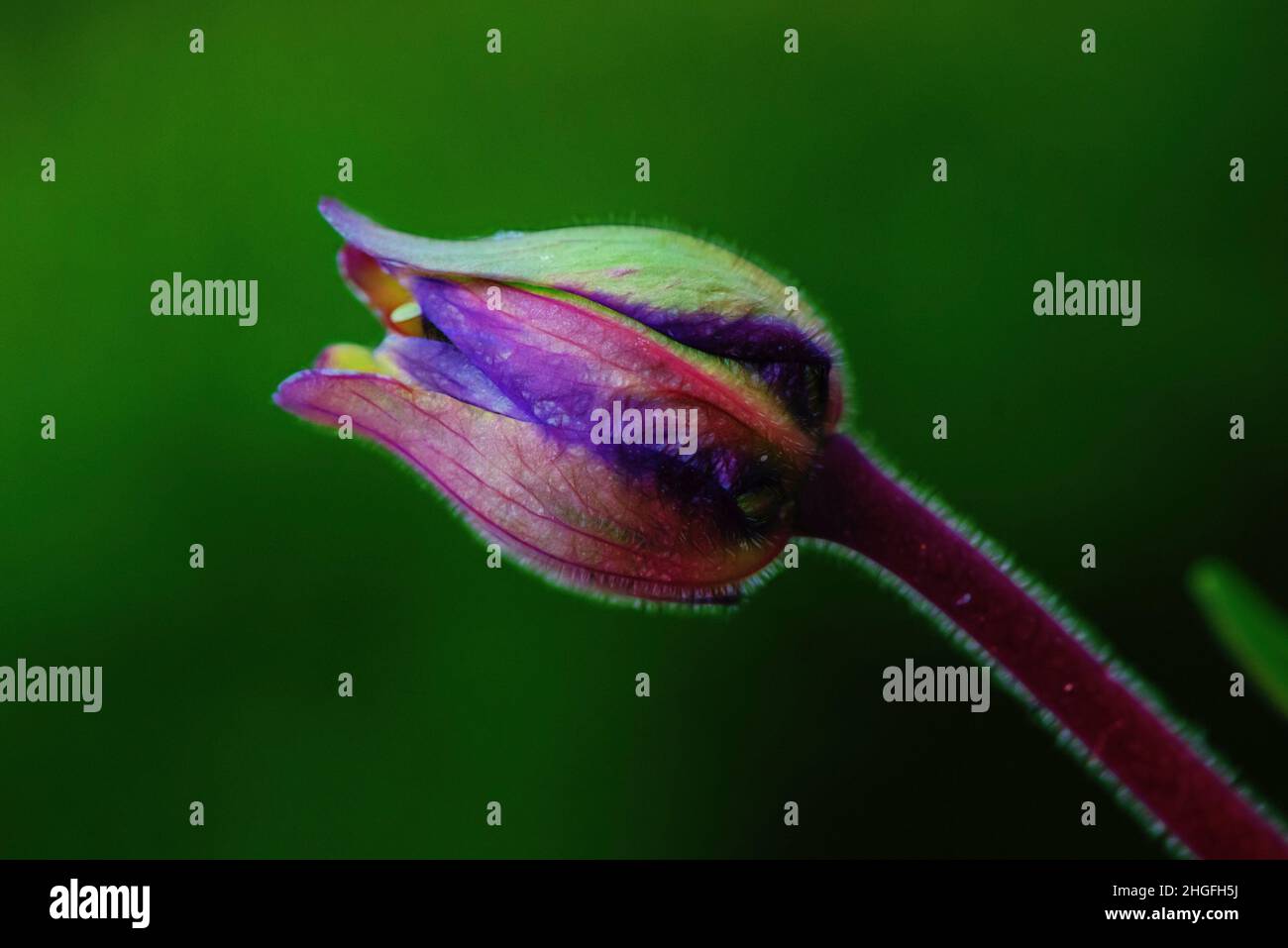 Bouton de fleur coloré sur fond vert Banque D'Images
