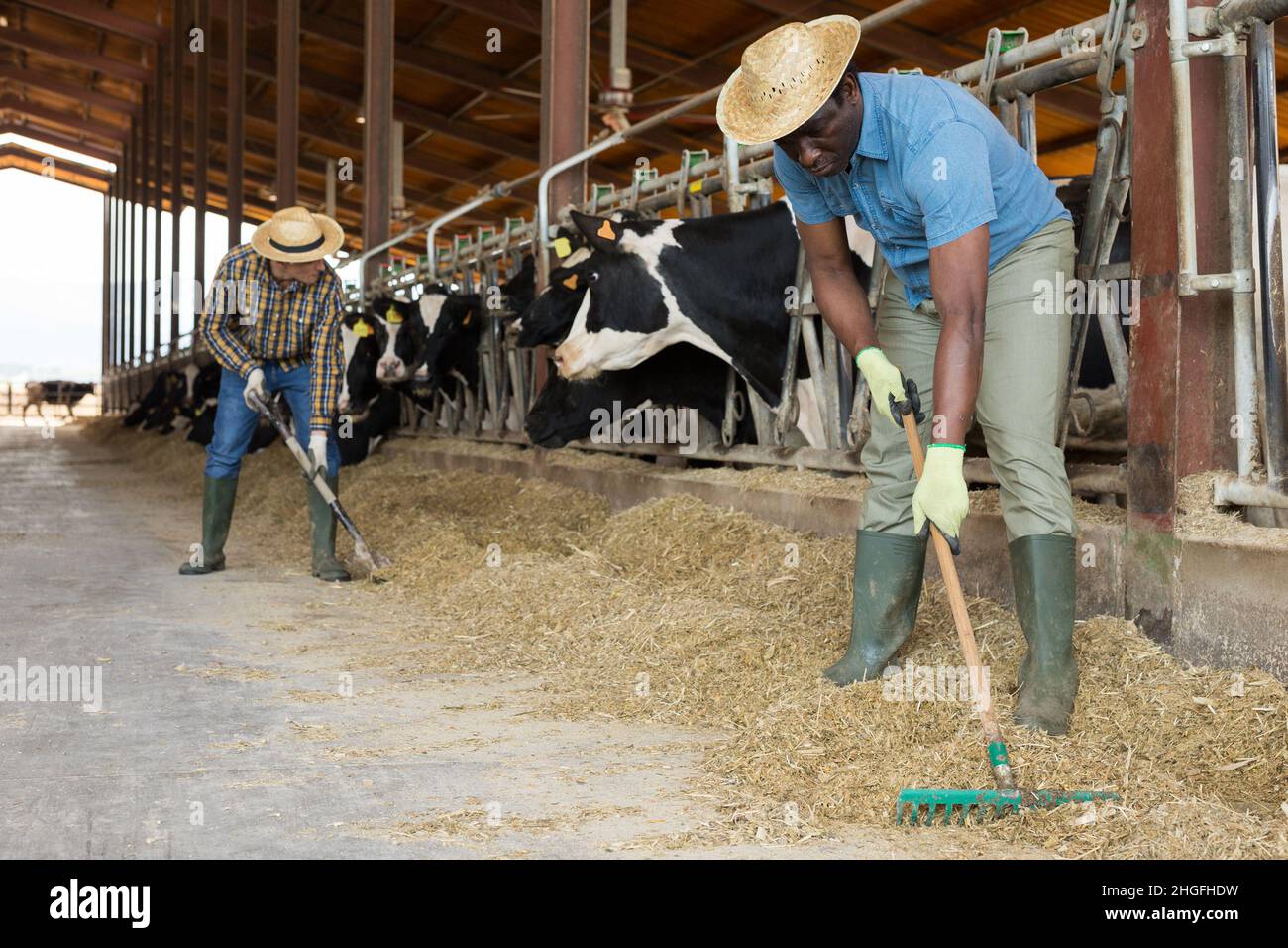 Homme afro-américain organisant le foin pour nourrir les vaches en stable Banque D'Images