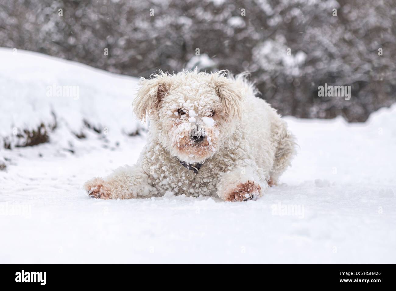 Portrait d'un joli chien pumi blanc dans la neige Banque D'Images Portrait d'un joli chien pumi blanc dans la neige Banque D'Images