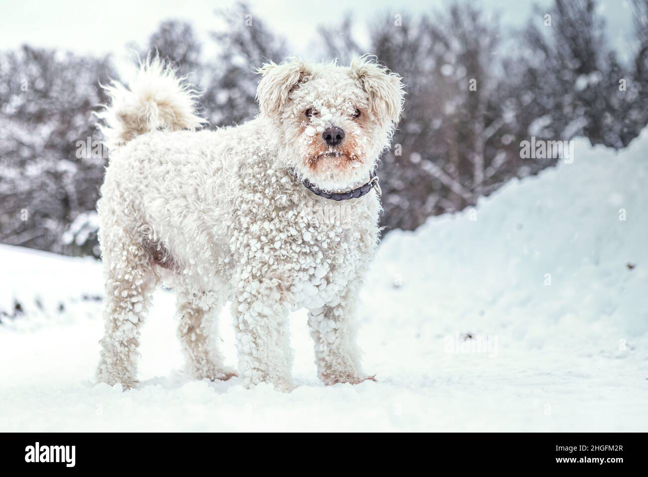 Portrait d'un joli chien pumi blanc dans la neige Banque D'Images Portrait d'un joli chien pumi blanc dans la neige Banque D'Images