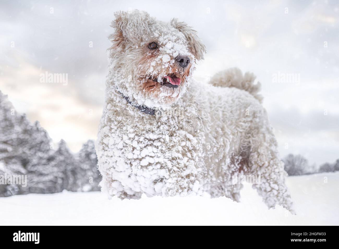 Portrait d'un joli chien pumi blanc dans la neige Banque D'Images Portrait d'un joli chien pumi blanc dans la neige Banque D'Images