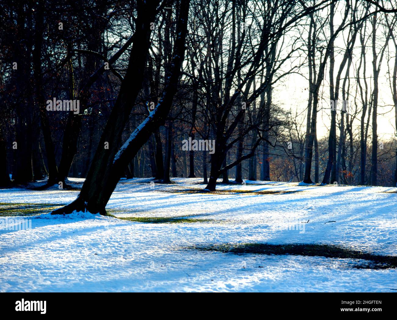 Arbres d'hiver, jardin anglais, Munich, Allemagne Banque D'Images